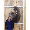 Image 1 : MONSTER Musk Ox Shoulder Mount Taxidermy
