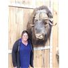 Image 2 : MONSTER Musk Ox Shoulder Mount Taxidermy