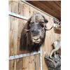 Image 3 : MONSTER Musk Ox Shoulder Mount Taxidermy