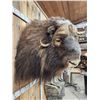 Image 4 : MONSTER Musk Ox Shoulder Mount Taxidermy