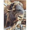 Image 5 : MONSTER Musk Ox Shoulder Mount Taxidermy