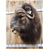 Image 6 : MONSTER Musk Ox Shoulder Mount Taxidermy