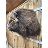 Image 7 : MONSTER Musk Ox Shoulder Mount Taxidermy