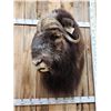 Image 8 : MONSTER Musk Ox Shoulder Mount Taxidermy