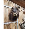 Image 9 : MONSTER Musk Ox Shoulder Mount Taxidermy