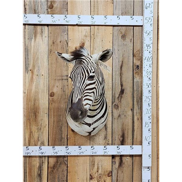 Zebra Shoulder Mount Taxidermy