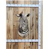 Image 1 : Zebra Shoulder Mount Taxidermy