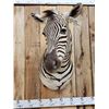 Image 2 : Zebra Shoulder Mount Taxidermy