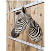 Image 3 : Zebra Shoulder Mount Taxidermy
