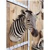 Image 4 : Zebra Shoulder Mount Taxidermy