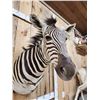 Image 5 : Zebra Shoulder Mount Taxidermy