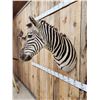 Image 6 : Zebra Shoulder Mount Taxidermy