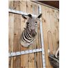 Image 7 : Zebra Shoulder Mount Taxidermy