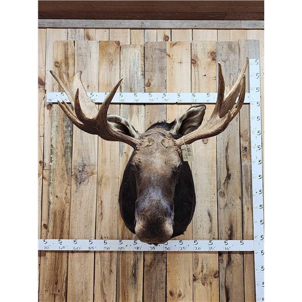 44" Wide Moose Shoulder Mount Taxidermy