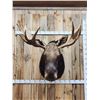 Image 1 : 44" Wide Moose Shoulder Mount Taxidermy