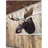 Image 2 : 44" Wide Moose Shoulder Mount Taxidermy