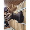 Image 3 : 44" Wide Moose Shoulder Mount Taxidermy