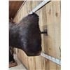 Image 4 : 44" Wide Moose Shoulder Mount Taxidermy