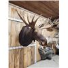 Image 5 : 44" Wide Moose Shoulder Mount Taxidermy