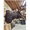 Image 6 : 44" Wide Moose Shoulder Mount Taxidermy