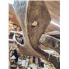 Image 7 : 44" Wide Moose Shoulder Mount Taxidermy