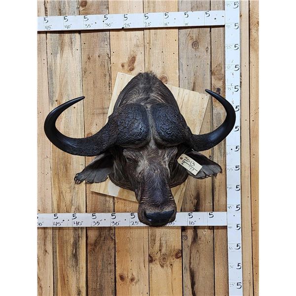 Big African Cape Buffalo Shoulder Mount Taxidermy