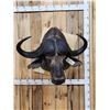 Image 1 : Big African Cape Buffalo Shoulder Mount Taxidermy