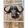 Image 2 : Big African Cape Buffalo Shoulder Mount Taxidermy