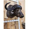 Image 3 : Big African Cape Buffalo Shoulder Mount Taxidermy