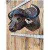 Image 4 : Big African Cape Buffalo Shoulder Mount Taxidermy
