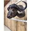 Image 5 : Big African Cape Buffalo Shoulder Mount Taxidermy