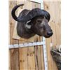 Image 6 : Big African Cape Buffalo Shoulder Mount Taxidermy