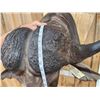 Image 7 : Big African Cape Buffalo Shoulder Mount Taxidermy