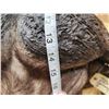 Image 8 : Big African Cape Buffalo Shoulder Mount Taxidermy