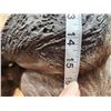 Image 9 : Big African Cape Buffalo Shoulder Mount Taxidermy