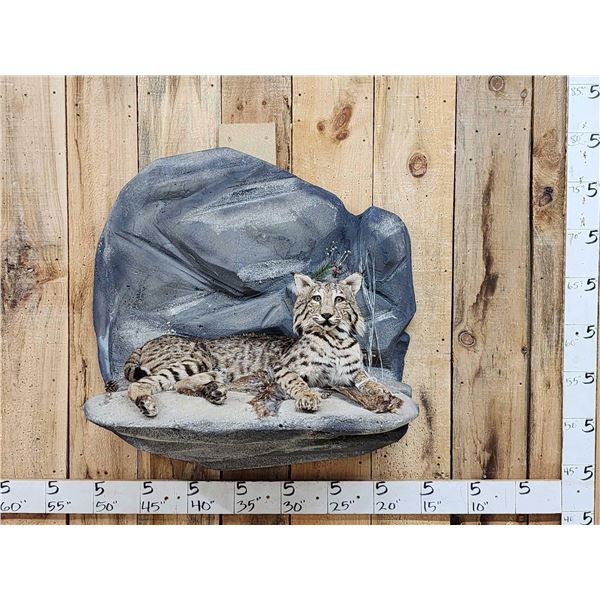 Bobcat Full Body Taxidermy Mount