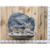 Image 1 : Bobcat Full Body Taxidermy Mount