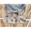 Image 2 : Bobcat Full Body Taxidermy Mount