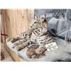 Image 3 : Bobcat Full Body Taxidermy Mount