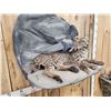 Image 5 : Bobcat Full Body Taxidermy Mount