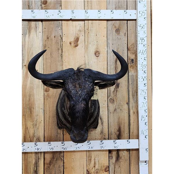 African Blue Wildebeest Shoulder Mount Taxidermy