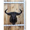 Image 1 : African Blue Wildebeest Shoulder Mount Taxidermy