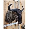 Image 2 : African Blue Wildebeest Shoulder Mount Taxidermy