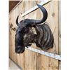 Image 4 : African Blue Wildebeest Shoulder Mount Taxidermy
