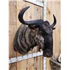 Image 5 : African Blue Wildebeest Shoulder Mount Taxidermy