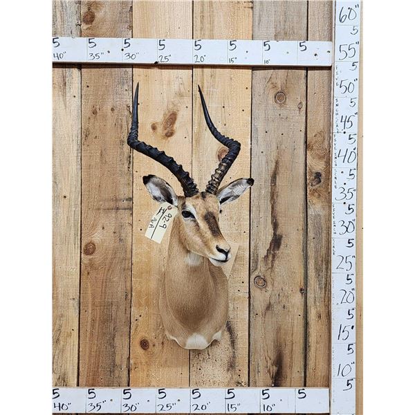 African Impala Shoulder Mount Taxidermy