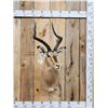 Image 1 : African Impala Shoulder Mount Taxidermy