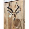 Image 2 : African Impala Shoulder Mount Taxidermy