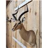 Image 3 : African Impala Shoulder Mount Taxidermy
