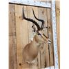 Image 4 : African Impala Shoulder Mount Taxidermy